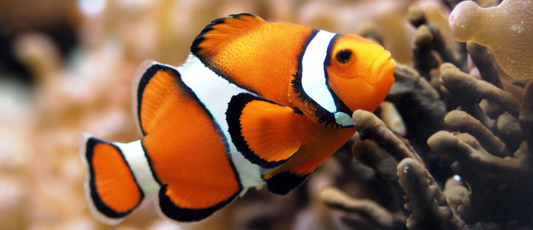 安全稳定可靠的免费ddos攻击网页端