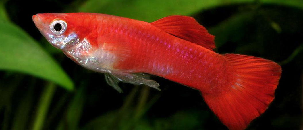 免费DDOS攻击测试工具